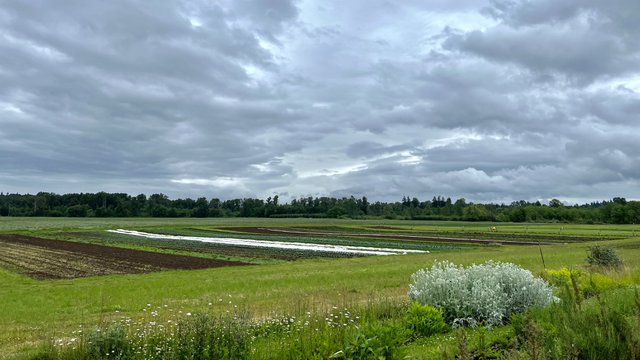 Minto Island Growers