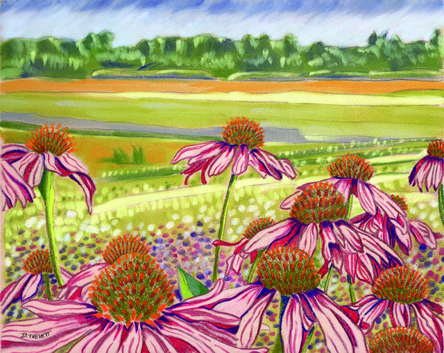 Minto Island Growers Field with Purple Coneflowers