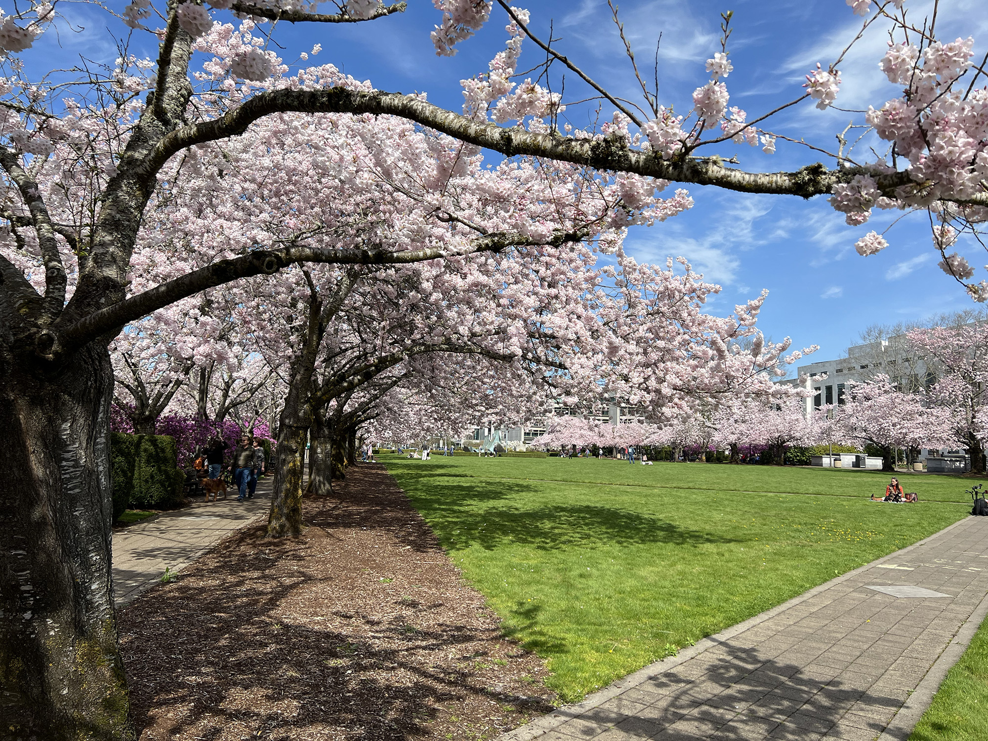 Cherry Blossoms at the Oregon State Capitol Press Play Salem